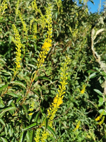 Abatia canescens