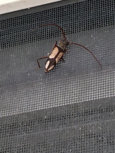 Phoracantha perbella