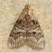 Pococera asperatella - Photo (c) David Beadle, כל הזכויות שמורות, uploaded by dbeadle