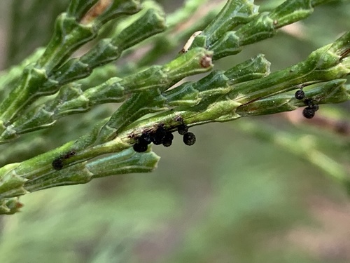iNaturalist observation photo of slime molds