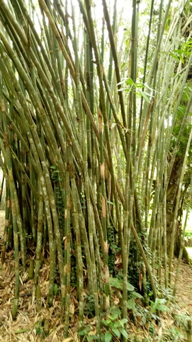 Gigantochloa latifolia