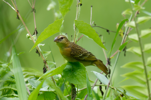 Golden-backed Weaver