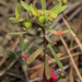 Euphorbia taurinensis - Photo (c) Konstantinos Kalaentzis, todos los derechos reservados