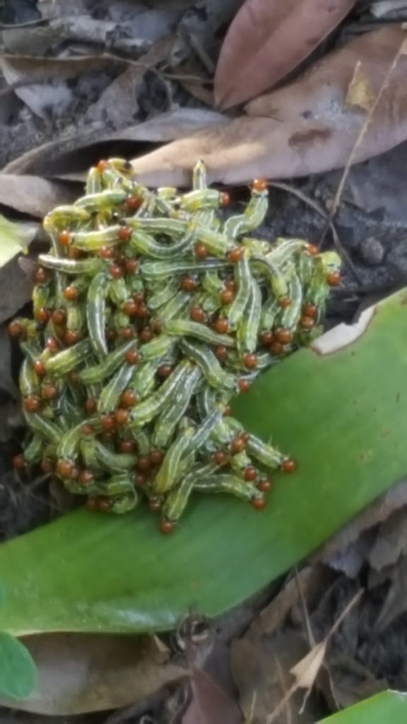 Sawflies, Horntails, and Wood Wasps from Queensland, AU on January 13 ...