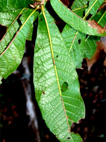 Quercus delgadoana