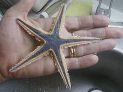 Astropecten articulatus image