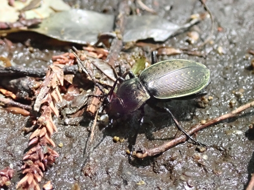 Subspecies Carabus insulicola kantoensis · iNaturalist
