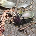 Carabus insulicola kantoensis - Photo (c) Camponotus, todos los derechos reservados, subido por Camponotus