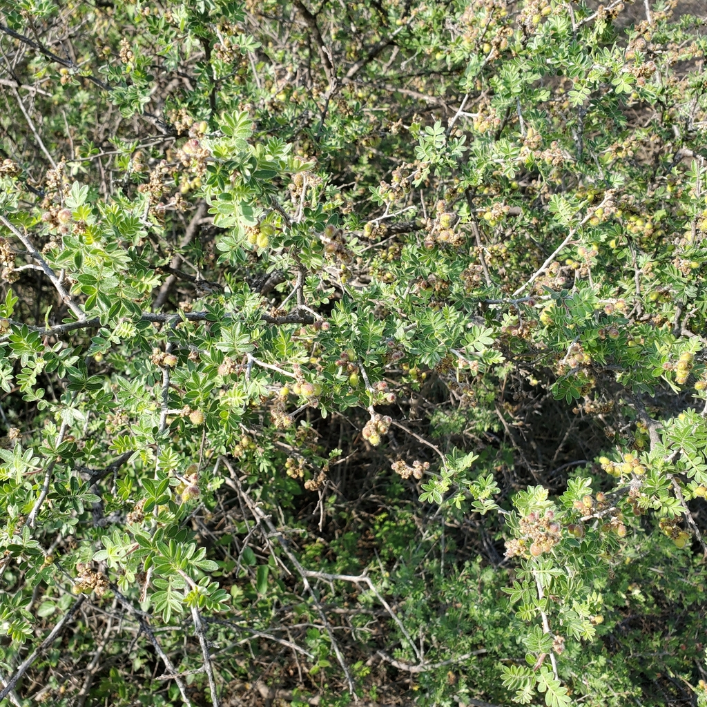 little leaf sumac from Grape Creek, TX 76901, USA on May 14, 2021 at 08