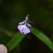 Epidendrum saxatile - Photo (c) Vagner Rebouças, todos los derechos reservados, subido por Vagner Rebouças