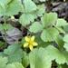 Barren Strawberries - Photo (c) Maxwell Matchim, all rights reserved, uploaded by Maxwell Matchim