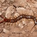 Scolopendra valida - Photo (c) Christian Langner, all rights reserved, uploaded by Christian Langner