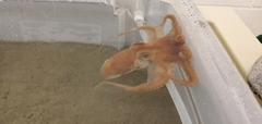 Muusoctopus leioderma image