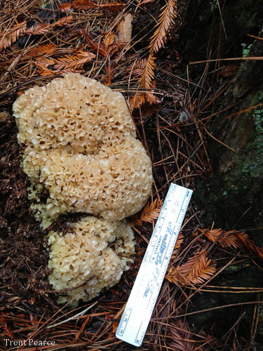 Cauliflower Fungus