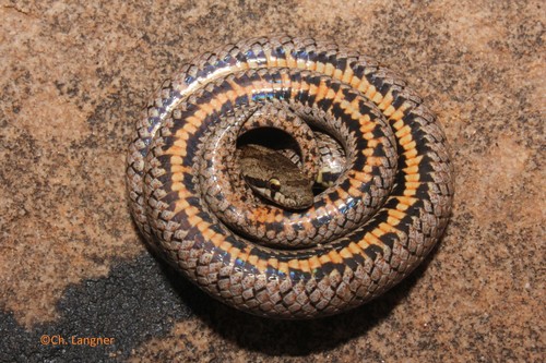 Southern Smooth Snake