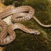 Southern Smooth Snake - Photo (c) Christian Langner, all rights reserved, uploaded by Christian Langner
