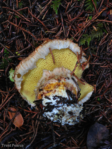 Western Painted Suillus