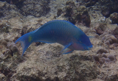 Palenose Parrotfish