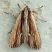 Verbascoides Apamea Moth - Photo (c) David Beadle, all rights reserved, uploaded by David Beadle