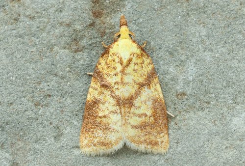 Maple-Basswood Leafroller Moth