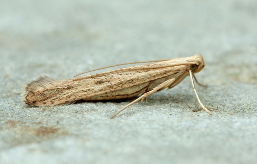 Duospina trichella