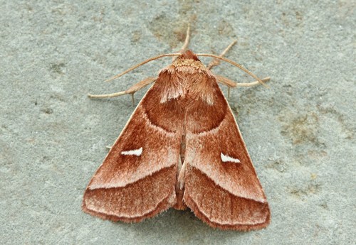 Marsh Fern Moth