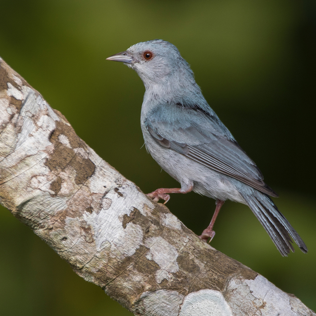 Pearly-breasted Conebill photo