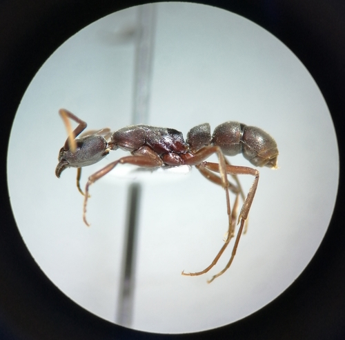 Platythyrea pilosulaPlatythyrea pilosula