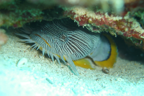 Splendid Toadfish