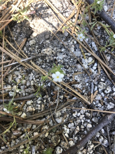 iNaturalist observation photo of Cynoglossoideae