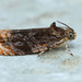 Olethreutes concinnana - Photo (c) David Beadle, all rights reserved, uploaded by dbeadle