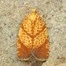 Four-lined Leafroller Moth - Photo (c) David Beadle, all rights reserved, uploaded by David Beadle