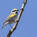 Golden-winged Warbler - Photo (c) samzhang, all rights reserved