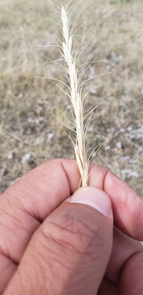Montana wild rye from Dorothy, AB T0J 0X0, Canada on May 13, 2021 at 03 ...