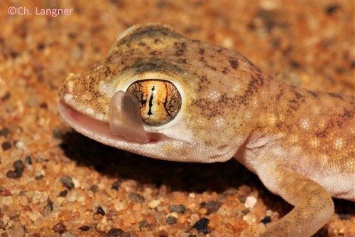 Anderson's Short-fingered Gecko
