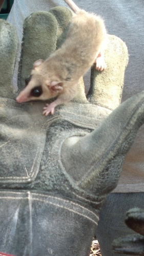 Gray Mouse Opossum