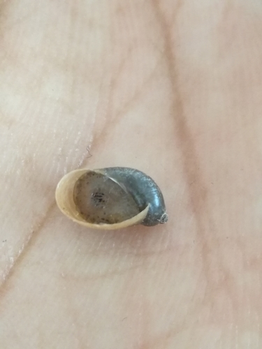 Succinea undulata