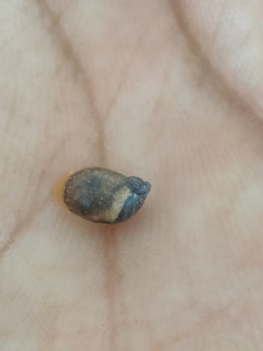 Succinea undulata