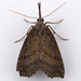 California Cloverworm Moth - Photo (c) Gary McDonald, all rights reserved, uploaded by Gary McDonald