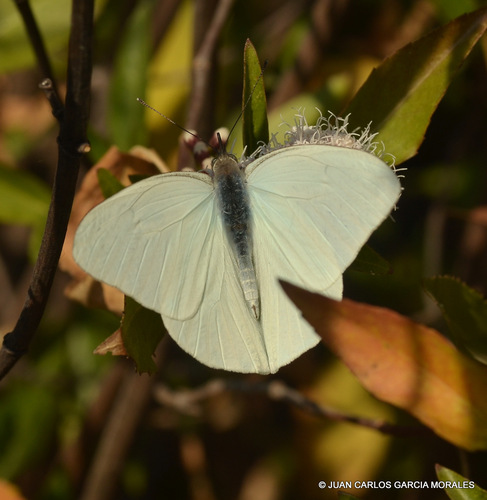 Florida White