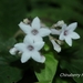 Ophiorrhiza - Photo (c) Lijin Huang (紫楝), todos os direitos reservados, uploaded by Lijin Huang (紫楝)