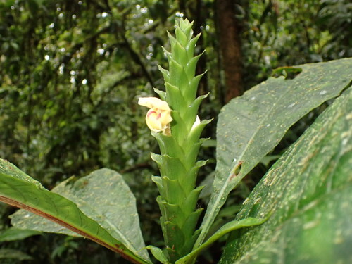 Aphelandra ameleta