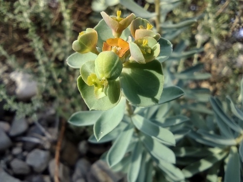 Euphorbia minuta