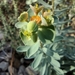 Euphorbia minuta - Photo (c) RRovirosa, todos los derechos reservados, subido por RRovirosa