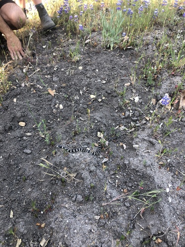 iNaturalist observation photo of California King Snake