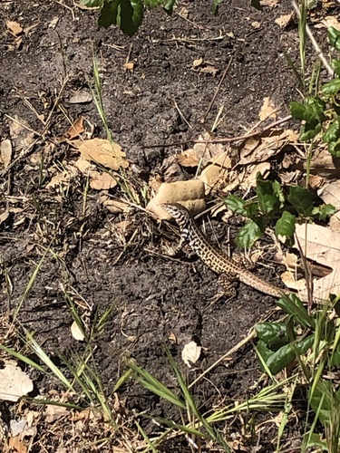 iNaturalist observation photo of Western Whiptail