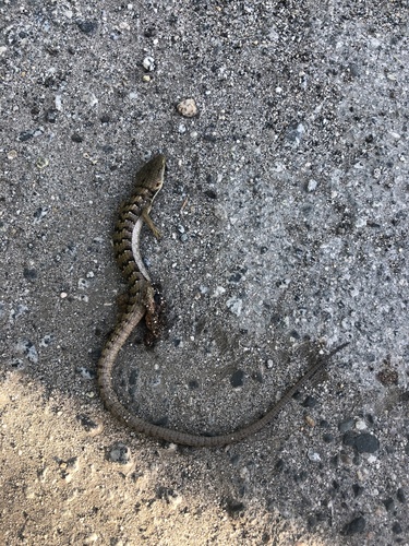 iNaturalist observation photo of Southern Alligator Lizard