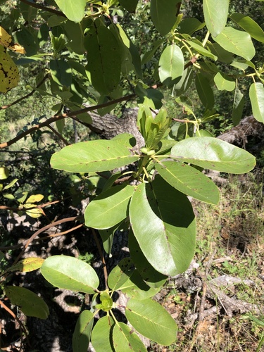 iNaturalist observation photo of Pacific madrone