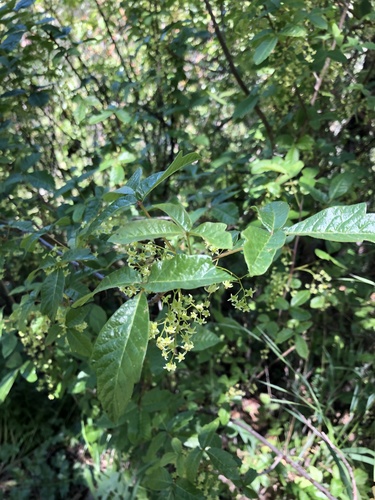 iNaturalist observation photo of Pacific poison oak