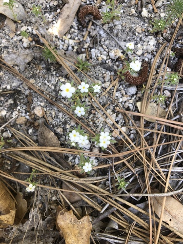 iNaturalist observation photo of Plants